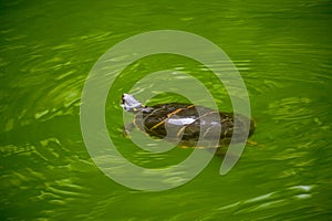 A turtle swimming in a green pond of water