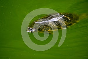 A turtle swimming in a green pond of water