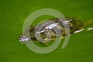 A turtle swimming in a green pond of water