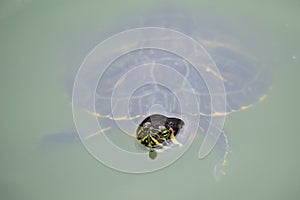 A turtle swimming in a green pond of water