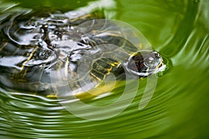 A turtle swimming in a green pond of water