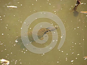 A turtle swimming in the lagoon