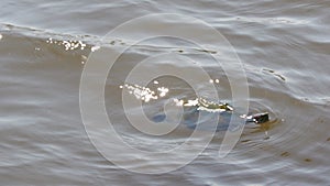Turtle swimming in murky waters, tracking shot
