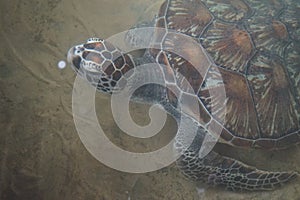 Turtle swimming near a beach
