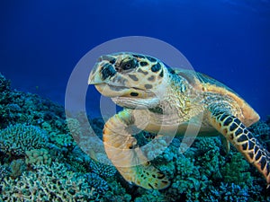 Turtle swimming over coral reef close-up