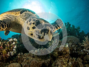 Turtle swimming over coral reef with sun in background
