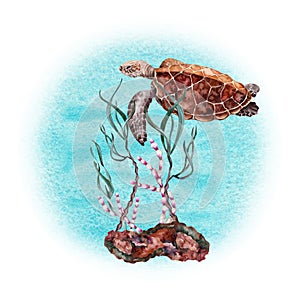 Turtle swimming over reef rock, red corals, plants and green seaweed. Hand drawn watercolor illustration isolated on white