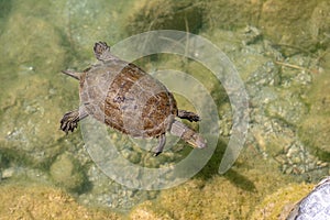 Turtle swimming in a pond