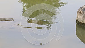 Turtle swimming in the pool.Rippling waves and like a turtle playing hide and seek form a funny video.