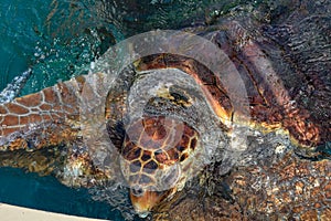 Turtle swimming in Project Tamar tank at Praia do Forte, Brazil photo