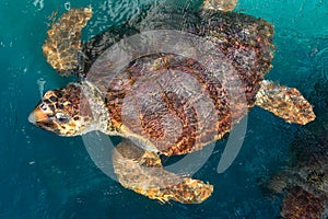 Turtle swimming in Project Tamar tank at Praia do Forte, Brazil photo