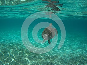 Turtle swimming in Providencia Island photo