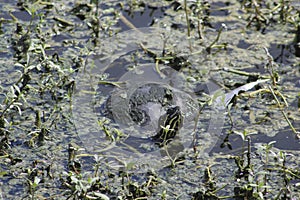 turtle swimming in the swamp