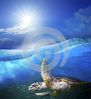 Turtle swimming under clear sea blue water with sun shining on s