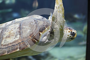 Turtle swimming underwater