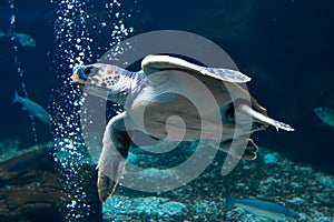 Turtle swimming underwater