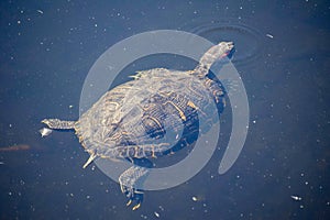 Turtle Swimming Underwater with Head Popped Up