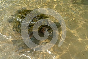 Turtle swimming underwater in transparent water