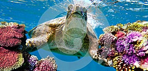 turtle swims in the corals