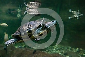 Turtle swims in dark water close up