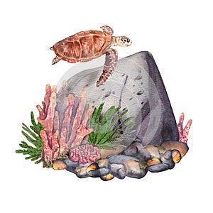 A turtle swims on the seabed near a rock and reef isolated on a white background. Watercolor illustration of animals and plants of