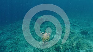 Turtle swims in transparent ocean water above sandy bottom