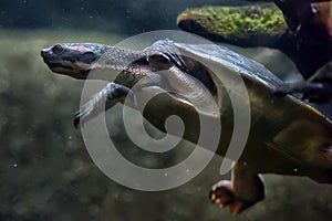 Turtle swims under water