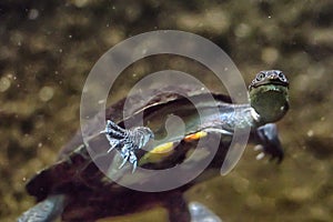 Turtle swims under water