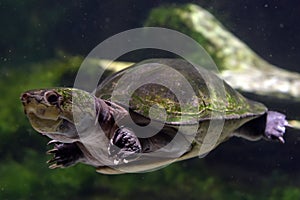 Turtle swims under water