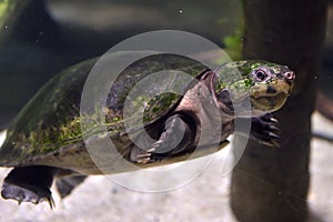 Turtle swims under water