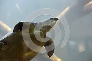 Turtle swims under water