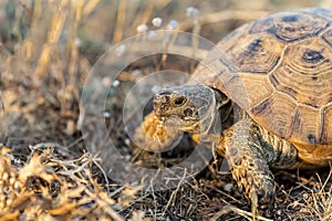 Turtle or Testudines walking on the ground close-up portrait