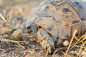 Turtle or Testudines walking on the ground close-up portrait