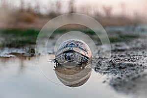 Turtle or Testudines water reflection on the sunset colors, wildlife animals