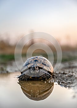 Turtle or Testudines water reflection on the sunset colors, wildlife animals