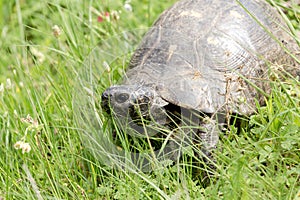 The turtle (Testudinidae) close-up on green grass