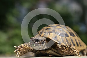 Turtle Testudo Hermanni