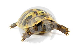 Turtle Testudo hermanni tortoise