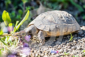 Turtle Testudo Marginata european landturtle eating purple flower closeup wildlife