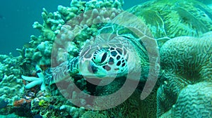 Turtle on top of the coral