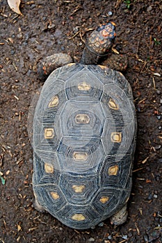 Turtle top view