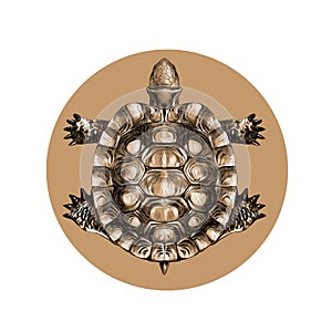 Turtle top view, carapace, crawling, sketch, vector