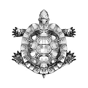 Turtle top view, carapace crawling sketch vector