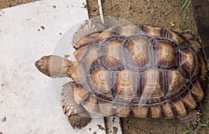 Turtle top view close up