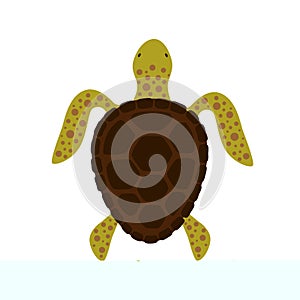 Turtle top view. Vector illustration.