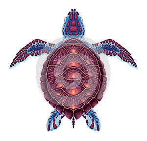 Turtle on top view, vector isolated animal