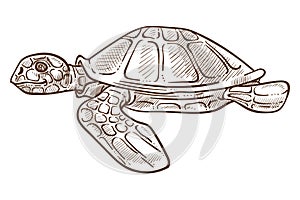 Turtle or tortoise isolated sketch, underwater animal with shell