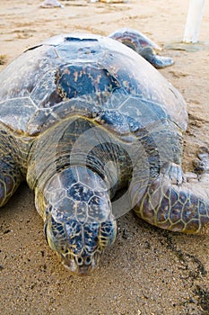 Turtle, tortoise in the sand photo
