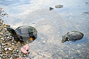 Turtle tortoise and terrapin