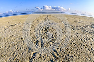 Turtle tracks on a beach, Heron Island, Queensland, Australia